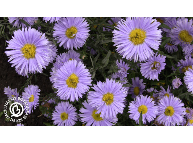 Aster novi-belgii   'Plenty'